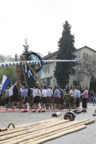 Maibaum 2013